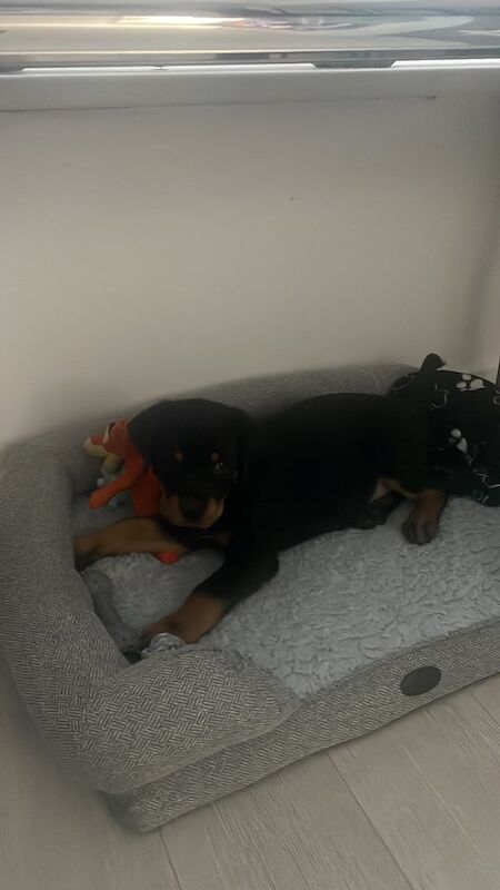 Rottweiler puppies for sale in Liverpool, Merseyside – 11 weeks old - Image 3 of 3