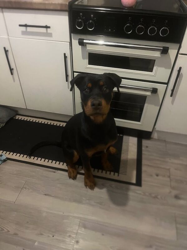 Rottweiler puppies for sale in Grimsby, Lincolnshire – 6 months old