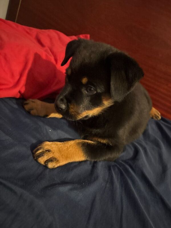 Rottweiler puppies for sale in Ilford, Greater London – 8 weeks old
