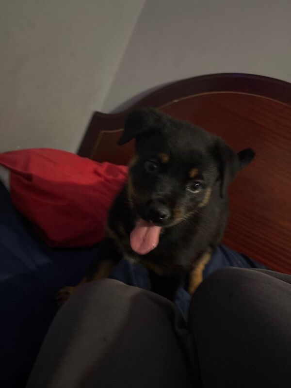 Rottweiler puppies for sale in Ilford, Greater London – 8 weeks old - Image 2 of 4