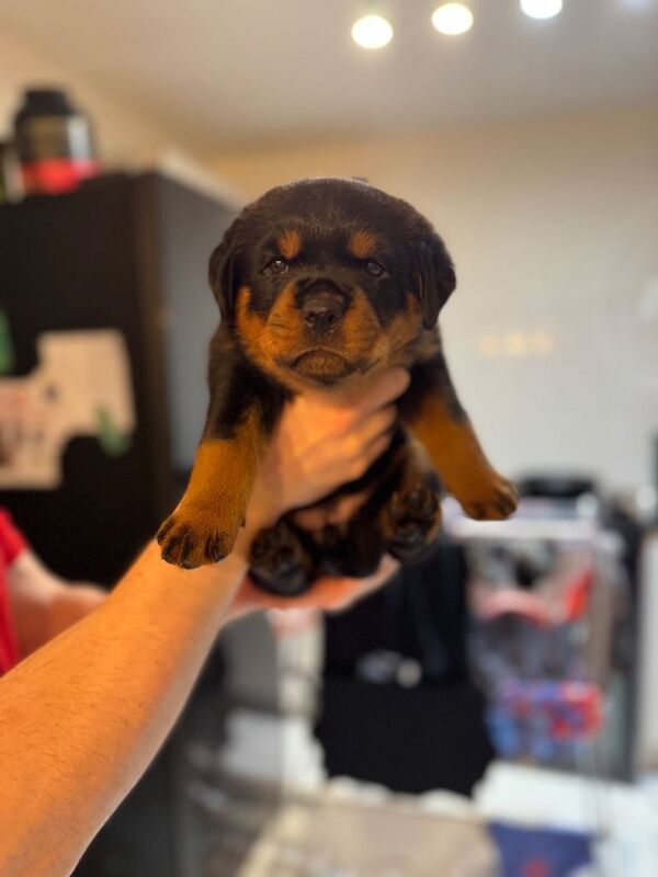 Rottweiler puppies for sale in Birmingham, West Midlands – KC registered, 6 weeks old