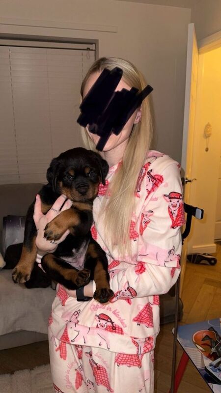 Rottweiler puppies for sale in Birmingham, West Midlands – KC registered, 6 weeks old - Image 2 of 2