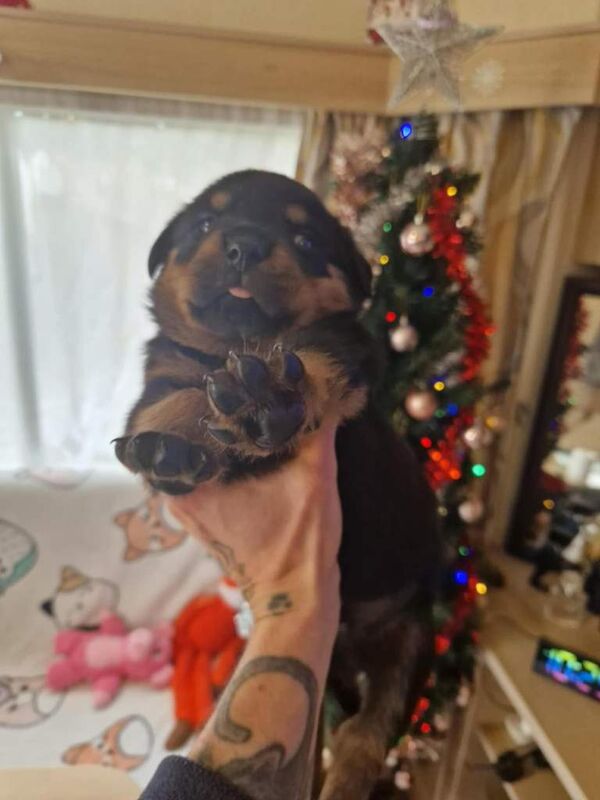 Rottweiler Puppies For Sale Under £1,000