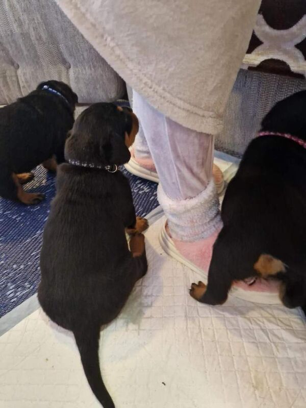 Rottweiler puppies for sale in Camborne, Cornwall – 7 weeks old - Image 2 of 5