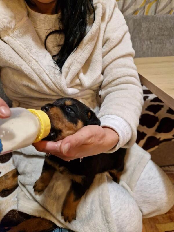 Rottweiler puppies for sale in Camborne, Cornwall – 7 weeks old - Image 3 of 5