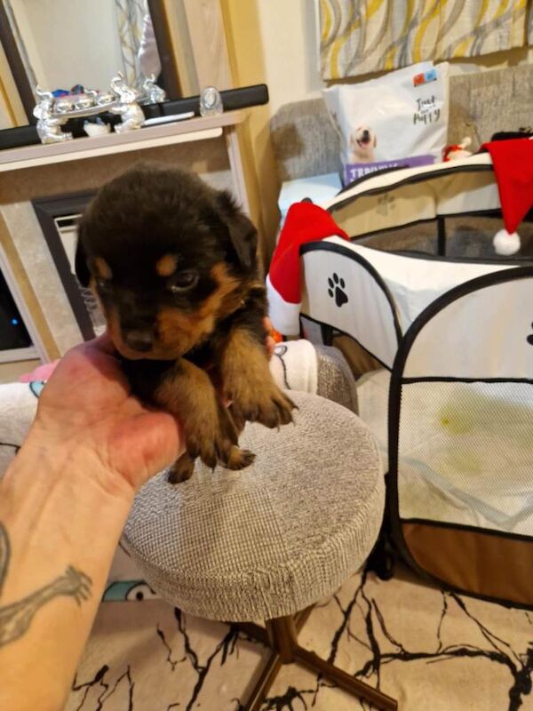 Rottweiler puppies for sale in Camborne, Cornwall – 7 weeks old - Image 4 of 5