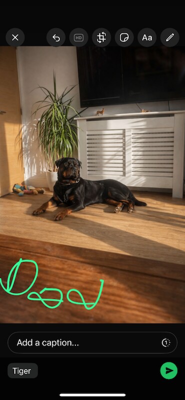 Rottweiler puppies for sale in Camborne, Cornwall – 7 weeks old - Image 5 of 5