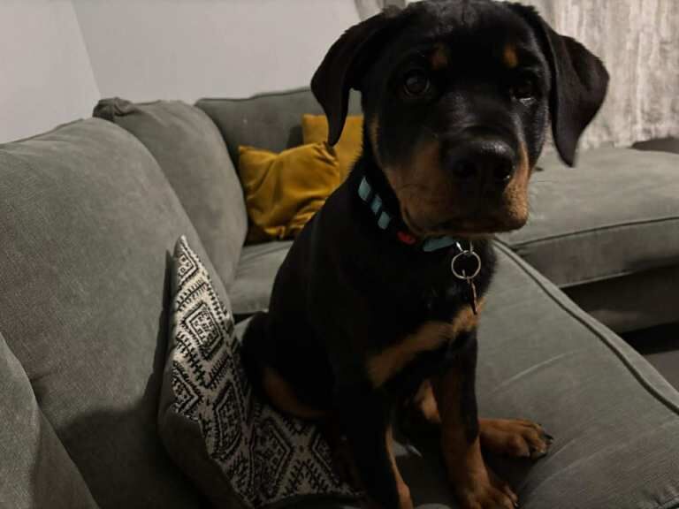 Rottweiler puppy - Image 2 of 4