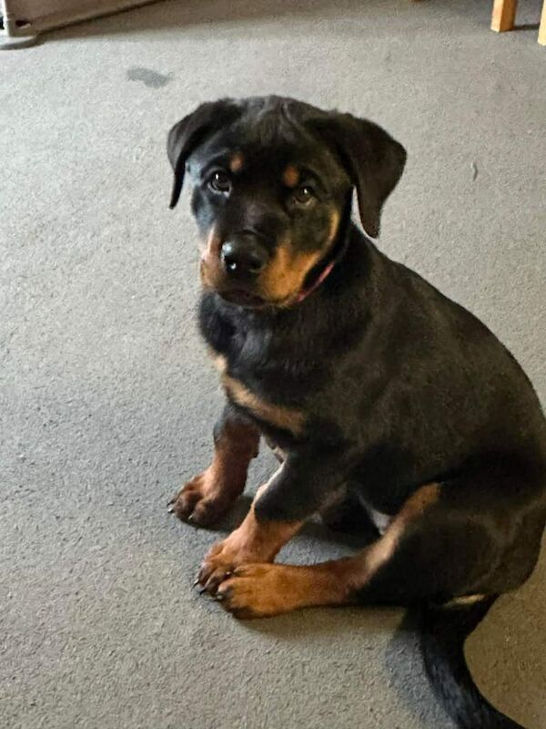 Rottweiler puppy - Image 3 of 4