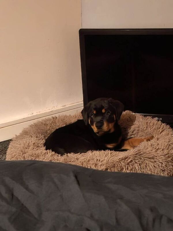 Rottweiler puppy - Image 4 of 4