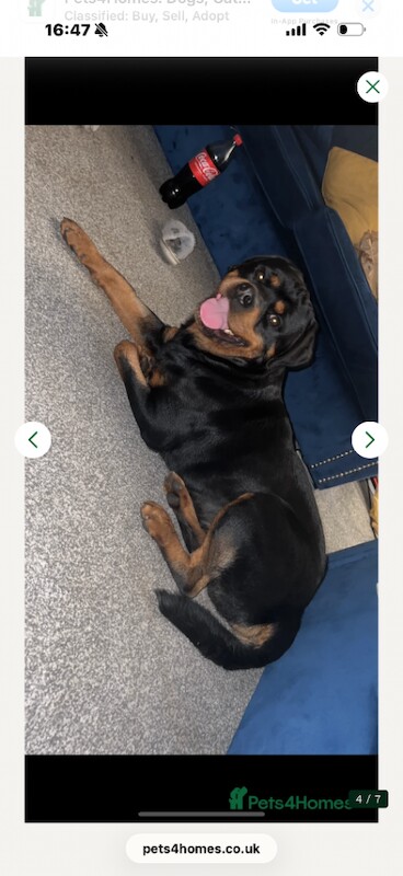 Rottweiler puppy - Image 2 of 3