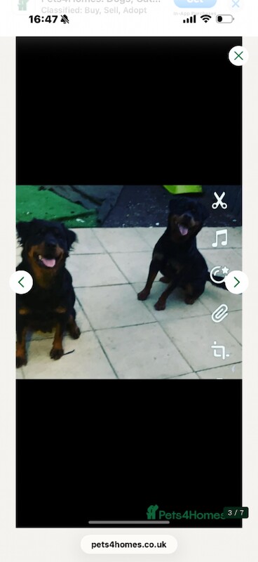 Rottweiler puppy - Image 3 of 3