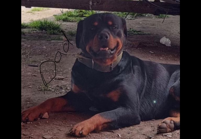 Rottweiler puppy - Image 2 of 3