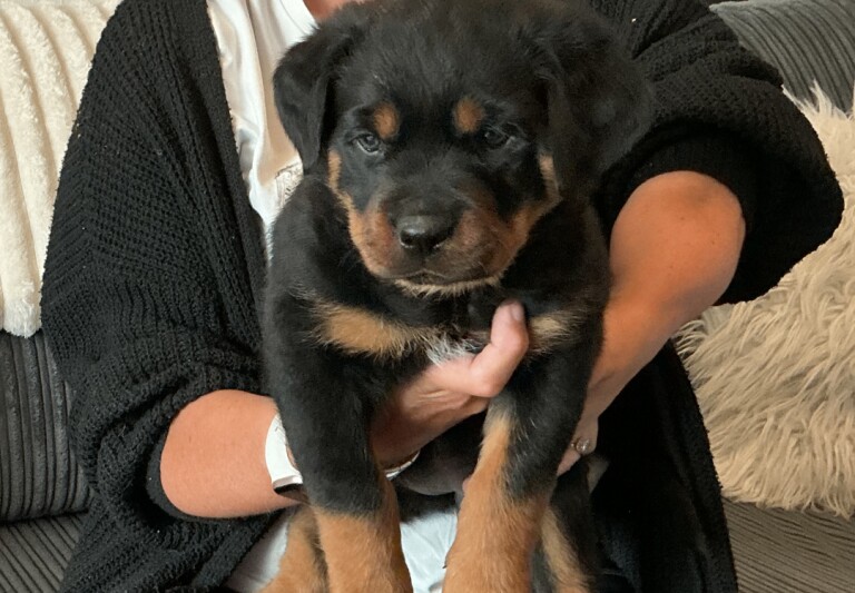 Rottweiler puppy - Image 3 of 3
