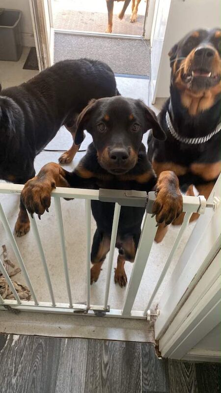 Rottweiler Puppies For Sale Under £1,000