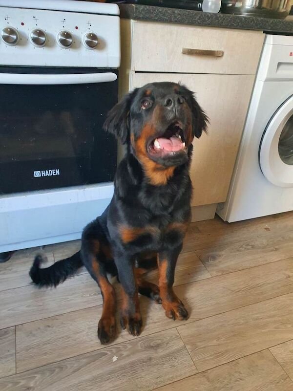 Rottweiler puppy 6 months old.