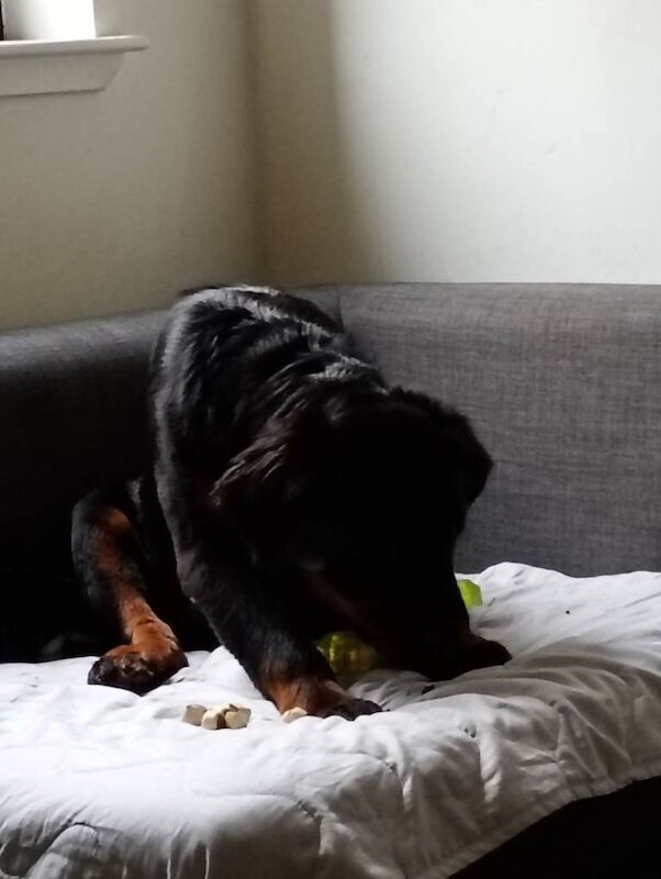 Rottweiler puppy 6 months old. - Image 2 of 5