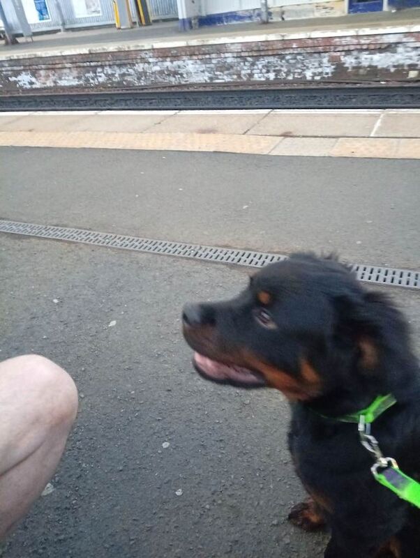 Rottweiler puppy 6 months old. - Image 3 of 5