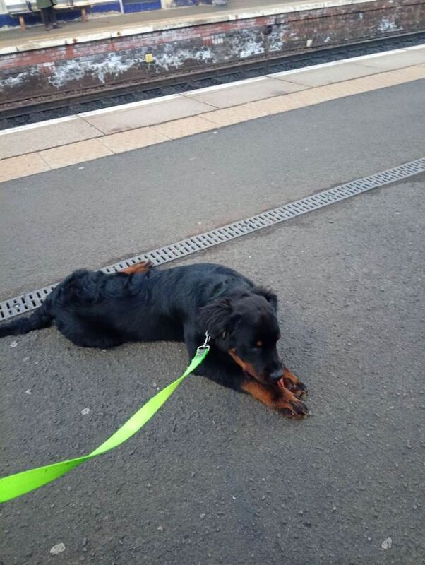 Rottweiler puppy 6 months old. - Image 4 of 5