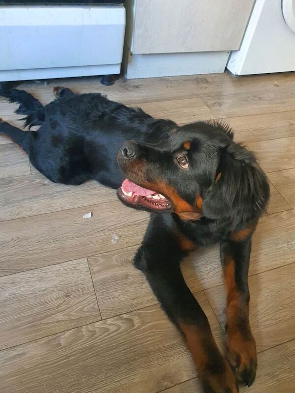 Rottweiler puppy 6 months old. - Image 5 of 5
