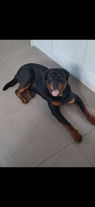 Rottweiler puppies for sale in Belfast, County Antrim – 11 months old