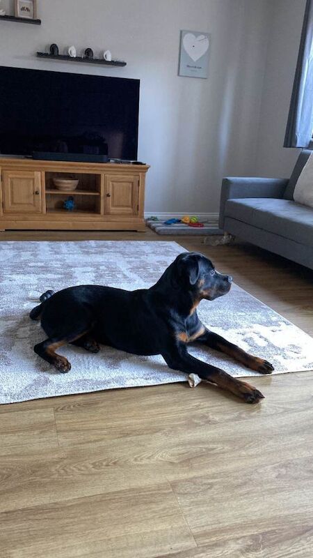Rottweiler puppies for sale in Bridgwater, Somerset – 6 months old