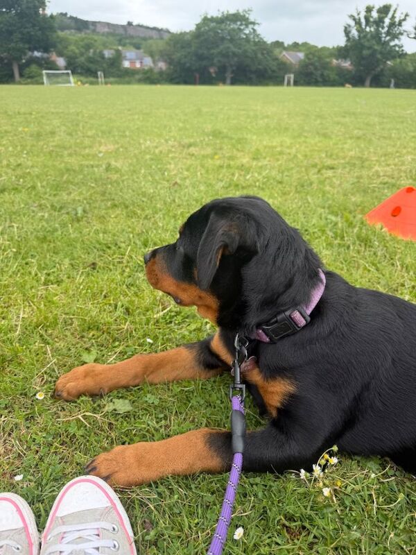 Rottweiler puppy for sale