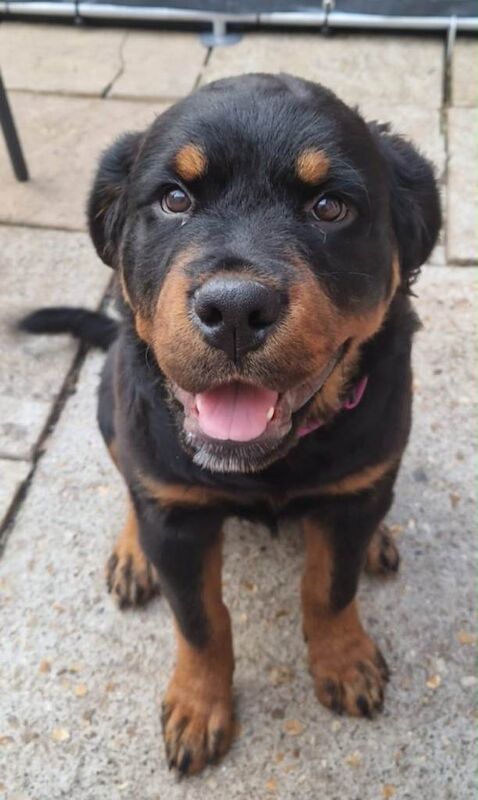 Rottweiler Puppies For Sale