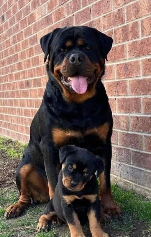 Rottweiler puppies for sale in UB7 9HB – 8 weeks old