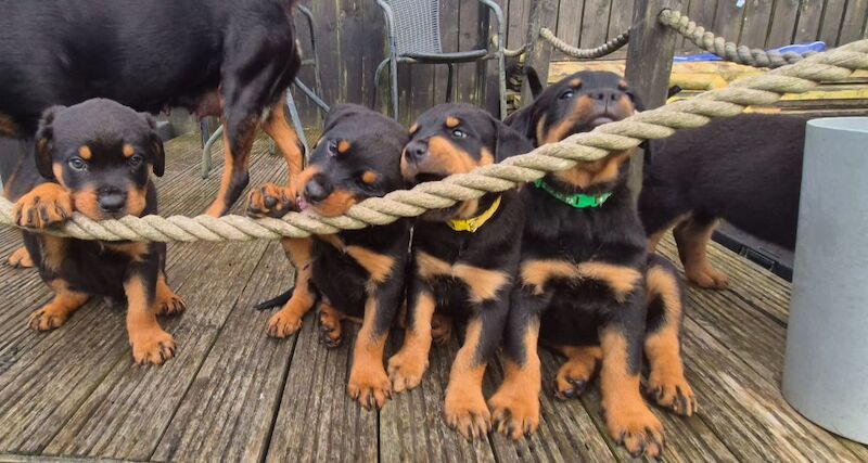Rottweiler Puppies For Sale