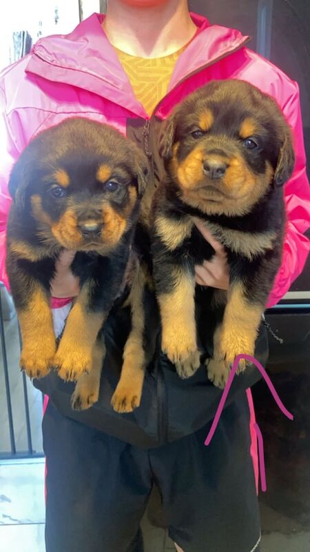 Rottweiler puppy's for sale in Sheffield, South Yorkshire