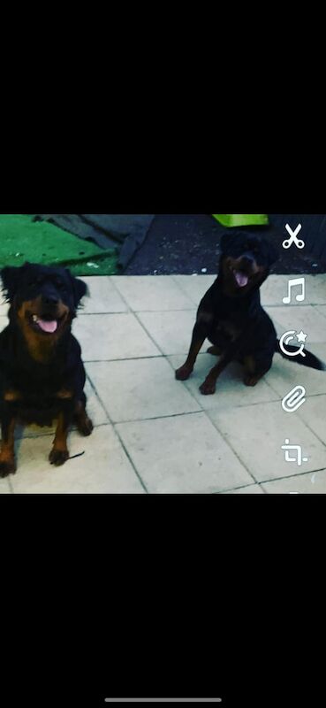 Rottweiler puppies for sale in Middlesbrough, North Yorkshire – KC registered, 4 days old