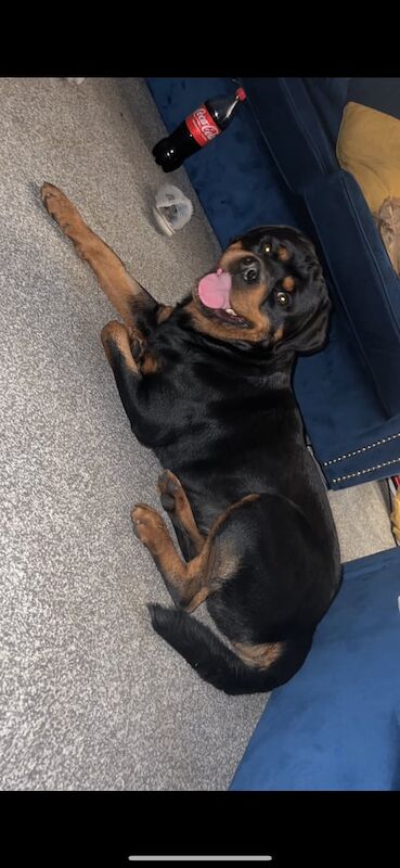 Rottweiler puppies for sale in Middlesbrough, North Yorkshire – KC registered, 3 months old - Image 2 of 3