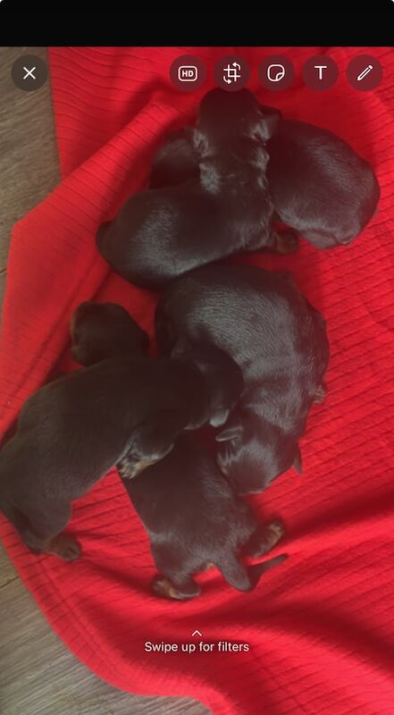 Rottweiler puppies for sale in Middlesbrough, North Yorkshire – KC registered, 3 months old - Image 3 of 3