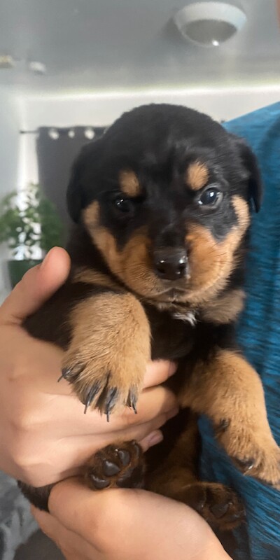 Rottweiler puppys - Image 2 of 5