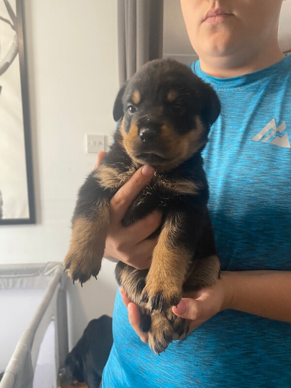 Rottweiler puppys - Image 3 of 5