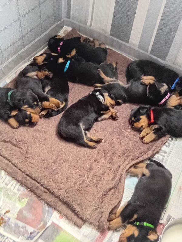 Rottweiler puppys - Image 4 of 5