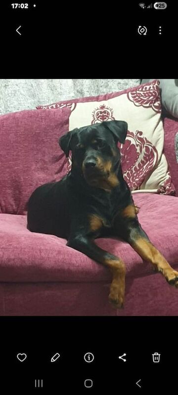 Rottweiler puppys - Image 5 of 5