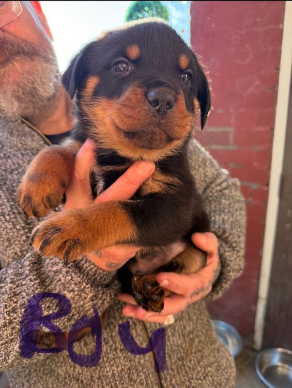 Rottweiler puppies for sale in Pontefract, West Yorkshire – 5 weeks old