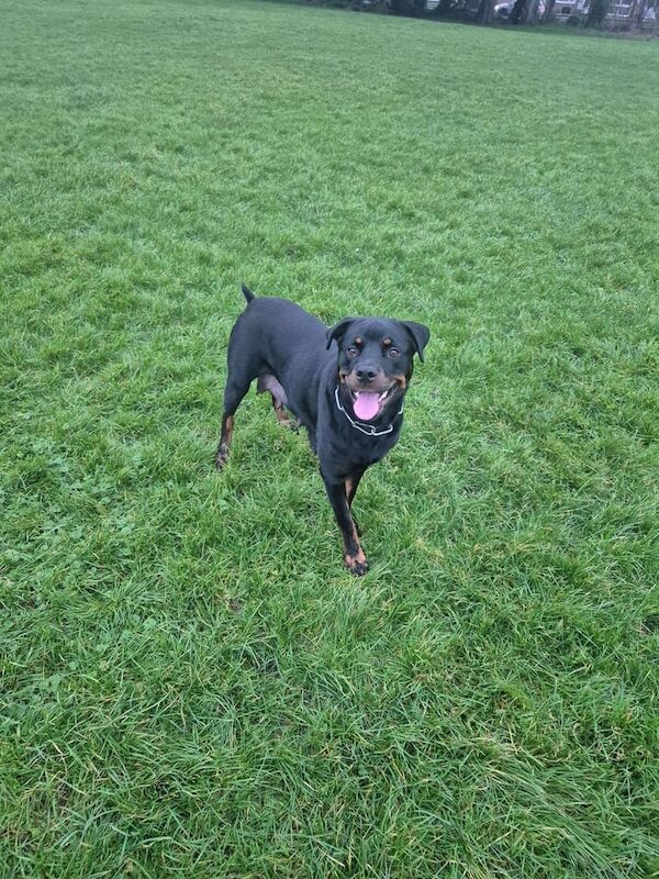 Rottweiler Pups For Sale in Weston-super-Mare, Somerset