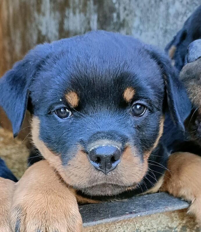 Carlsal Rottweilers Rottweiler Bleu Onyx House Rottweiler Kennel (@onyx_house_rottweilers)