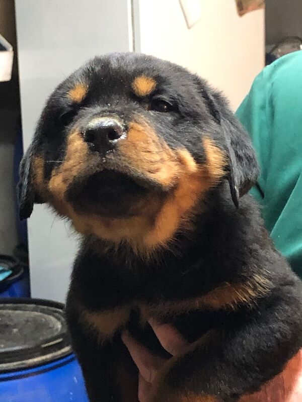 Rottweiler pups for sale in Antrim, County Antrim
