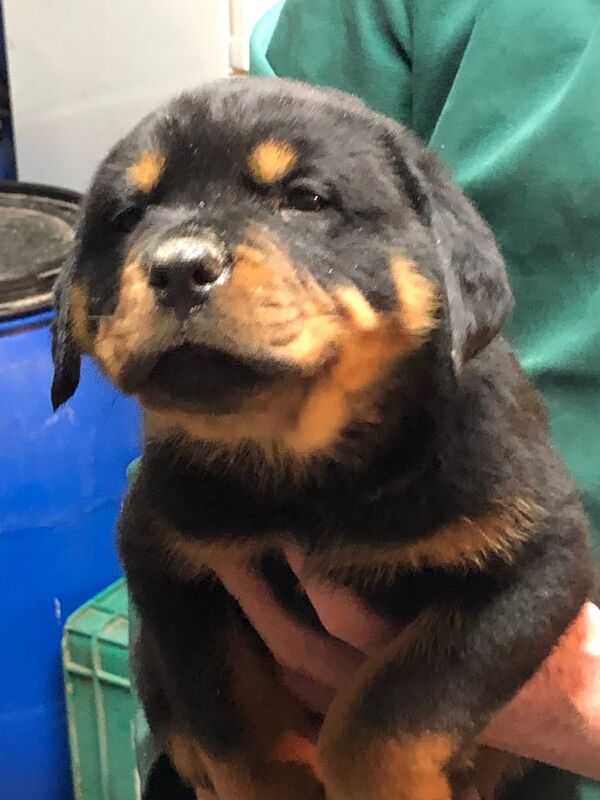 Rottweiler pups for sale in Antrim, County Antrim | Image 2