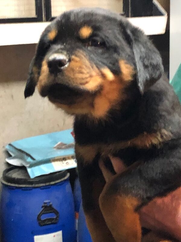 Rottweiler pups for sale in Antrim, County Antrim | Image 3
