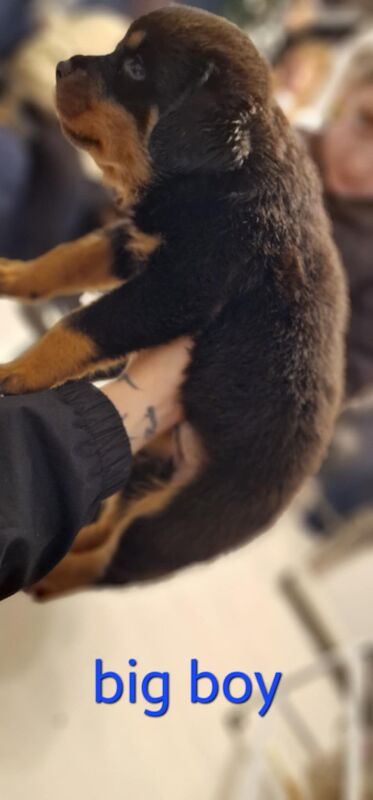 Rottweiler pups for sale in Wallsend, Tyne and Wear | Image 2