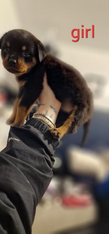 Rottweiler pups for sale in Wallsend, Tyne and Wear | Image 3