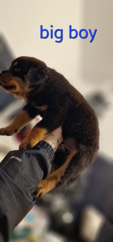 Rottweiler puppies for sale in Wallsend, Tyne and Wear – 9 months old - Image 4 of 15