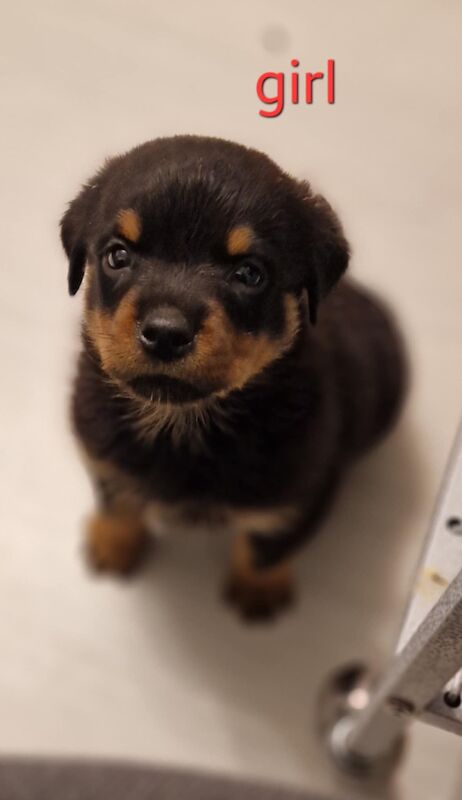 Rottweiler puppies for sale in Wallsend, Tyne and Wear – 9 months old - Image 5 of 15