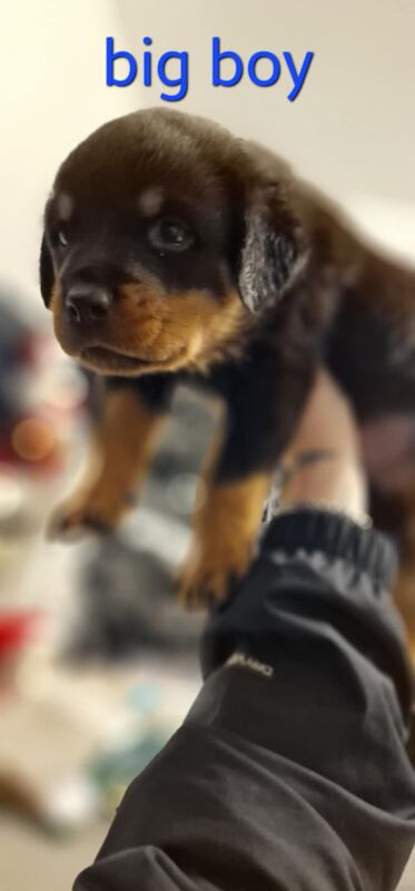 Rottweiler puppies for sale in Wallsend, Tyne and Wear – 9 months old - Image 6 of 15