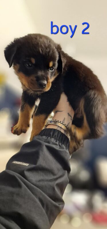 Rottweiler puppies for sale in Wallsend, Tyne and Wear – 9 months old - Image 7 of 15